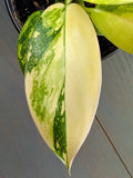 Philodendron Green Congo Nuclear Variegated