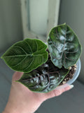 Alocasia Azlanii