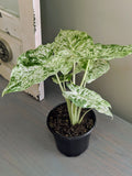 Alocasia Blizzard Odora Batik