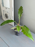 Philodendron Jungle Boogie