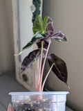 Alocasia Polly