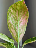 Philodendron Green Congo Nuclear Variegated