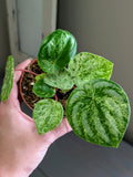 Peperomia Gold Dust Variegated Watermelon