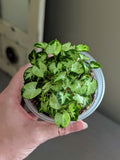 Syngonium Pixie