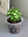 Syngonium Pixie