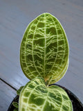 Macodes Petola Lightning Jewel Orchid