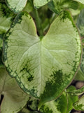 Syngonium Pixie