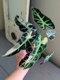Alocasia Bambino Variegated Pink & White - Actual Plant