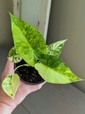 Alocasia Gageana Aurea