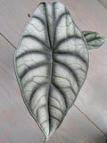 Alocasia White Dragon