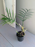 Philodendron Tortum
