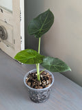 Alocasia Regal Shield