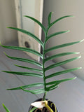 Philodendron Tortum