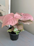 Syngonium Pink Perfection