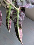 Alocasia Bambino Variegated Pink & White - Actual Plant