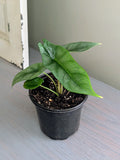 Alocasia Dragon Wing