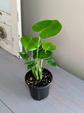 Monstera Deliciosa