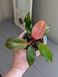 Philodendron Prince of Orange