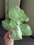 Syngonium Milk Confetti