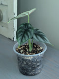 Alocasia Dragon Scale