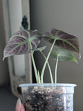 Alocasia Black Velvet