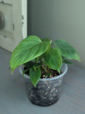 Philodendron Fuzzy Petiole