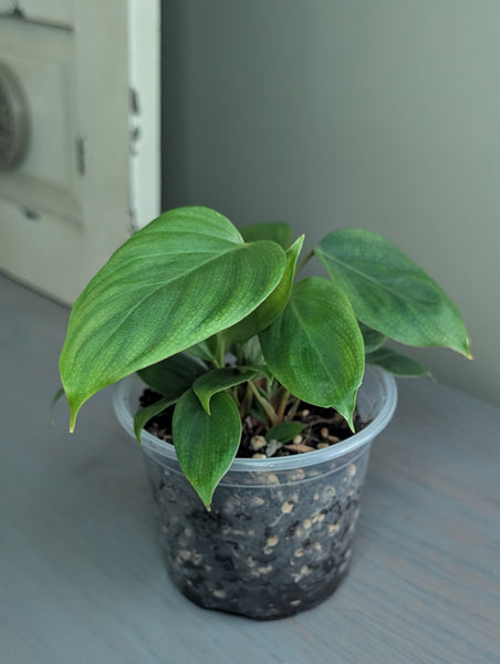 fuzzy petiole philodendron soil Philodendron Fuzzy Petiole – Secondhand Stardust