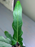 Alocasia Lauterbachiana Purple Sword
