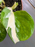 Philodendron Forest of White - Actual Plant