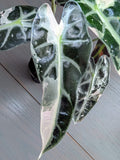 Alocasia Bambino Variegated Pink & White - Actual Plant