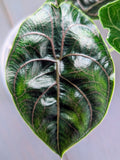 Alocasia Azlanii