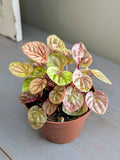 Peperomia Quito Bright Orange