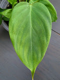 Philodendron Fuzzy Petiole