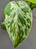 Monstera Bulbasaur - Actual Plant