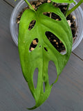 Monstera Adansonii