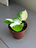 Philodendron Forest of White - Actual Plant