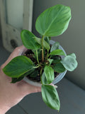 Philodendron Fuzzy Petiole