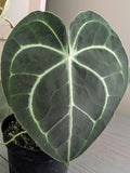 Anthurium Clarinervium Hybrid