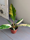 Philodendron Caramel Marble Pluto - Actual Plant