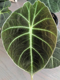 Alocasia Black Velvet