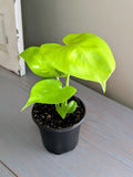 Monstera Super Golden Lemon Lime