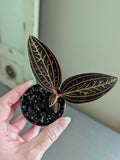 Black Velvet Ludisia Discolor Marble Jewel Orchid