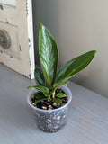 Anthurium Cobra