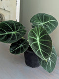 Alocasia Black Velvet