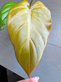 Philodendron Summer Glory
