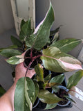 Philodendron Pink Princess