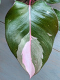 Philodendron Pink Princess