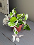 Hoya Krimson Queen Tricolor