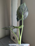 Alocasia Regal Shield