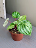 Peperomia Gold Dust Variegated Watermelon